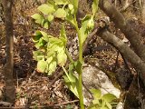 029 Elleboro verde.JPG